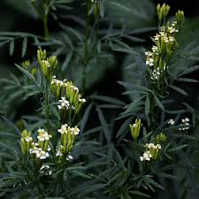 Attēlu rezultāti vaicājumam “Tagetes leaf”