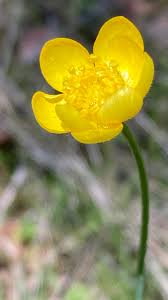 Attēlu rezultāti vaicājumam “Ranunculus cassubicus”