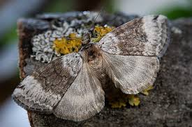 Attēlu rezultāti vaicājumam “Tetheella fluctuosa”