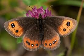 Attēlu rezultāti vaicājumam “Erebia aethiops upperside”