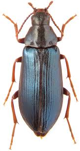 Attēlu rezultāti vaicājumam “Melandrya dubia”