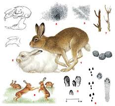 Attēlu rezultāti vaicājumam “Lepus timidus”