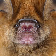 Attēlu rezultāti vaicājumam “Rhopalus maculatus imago”