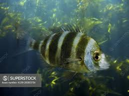 Image result for Diplodus cervinus