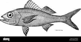 Image result for Rhomboplites aurorubens