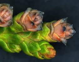Attēlu rezultāti vaicājumam “Thuja occidentalis flower”