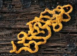 Attēlu rezultāti vaicājumam “Hemitrichia serpula macro”