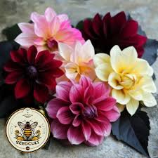 Image result for Dahlia x pinnata `Redskin`