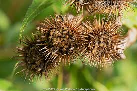 Attēlu rezultāti vaicājumam “Arctium lappa”