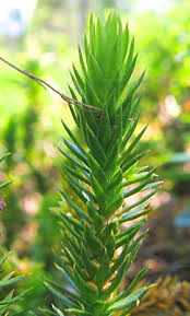 Attēlu rezultāti vaicājumam “Huperzia selago”