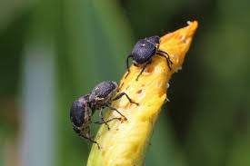 Attēlu rezultāti vaicājumam “Mononychus punctumalbum”