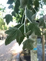 Attēlu rezultāti vaicājumam “Populus alba Nivea”