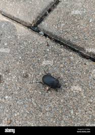 Attēlu rezultāti vaicājumam “Silpha obscura larva”