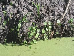 Attēlu rezultāti vaicājumam “Hydrocotyle vulgaris fruit”