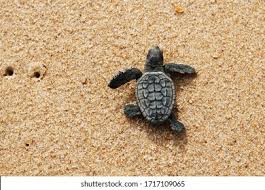 Image result for Caretta caretta