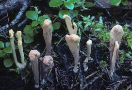 Attēlu rezultāti vaicājumam “Clavariadelphus ligula”