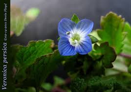 Attēlu rezultāti vaicājumam “Veronica persica”