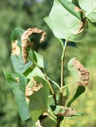 Attēlu rezultāti vaicājumam “Gracillaria syringella larva”
