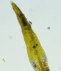 Attēlu rezultāti vaicājumam “Hymenostylium recurvirostrum macro”