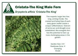 Attēlu rezultāti vaicājumam “Dryopteris affinis”