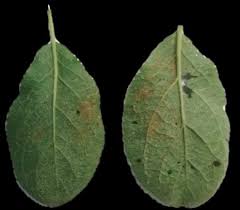 Attēlu rezultāti vaicājumam “Tranzschelia pruni-spinosae spores”