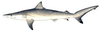 Image result for Carcharhinus