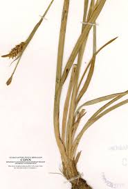 Attēlu rezultāti vaicājumam “Carex panicea”