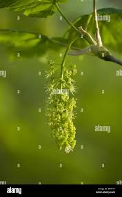 Attēlu rezultāti vaicājumam “Acer pseudoplatanus fo. purpurascens flower”
