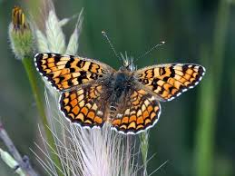 Attēlu rezultāti vaicājumam “Melitaea phoebe”