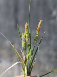 Attēlu rezultāti vaicājumam “Carex viridula”