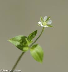Attēlu rezultāti vaicājumam “Moehringia trinervia flower”