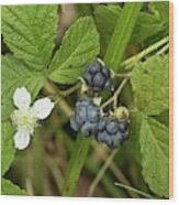 Attēlu rezultāti vaicājumam “Rubus caesius fruit”