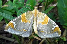 Attēlu rezultāti vaicājumam “Eulithis pyropata”