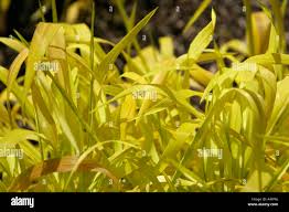 Attēlu rezultāti vaicājumam “Milium effusum leaf”