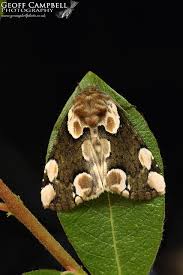 Attēlu rezultāti vaicājumam “Thyatira batis”