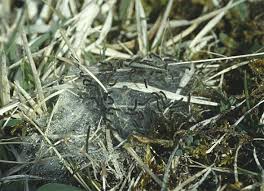 Attēlu rezultāti vaicājumam “Malacosoma castrensis larva”