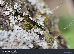 Attēlu rezultāti vaicājumam “Acronicta alni larva”