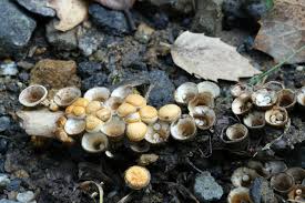 Attēlu rezultāti vaicājumam “Crucibulum laeve”