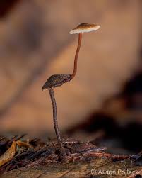 Attēlu rezultāti vaicājumam “Physarum auriscalpium sessile”