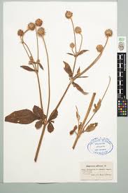 Image result for Dipsacus pilosus