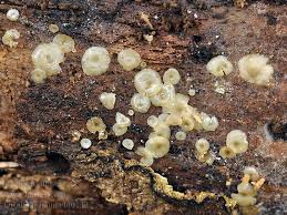 Attēlu rezultāti vaicājumam “Hyalorbilia inflatula”