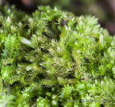 Attēlu rezultāti vaicājumam “Blepharostoma trichophyllum”