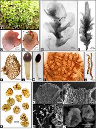 Attēlu rezultāti vaicājumam “Jungermannia hyalina”
