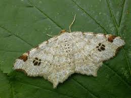 Attēlu rezultāti vaicājumam “Macaria notata”