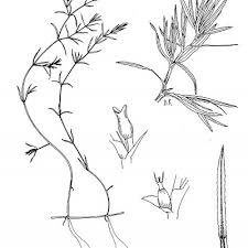 Attēlu rezultāti vaicājumam “Najadaceae”