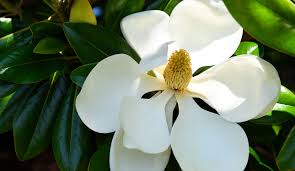 Attēlu rezultāti vaicājumam “Magnolia”