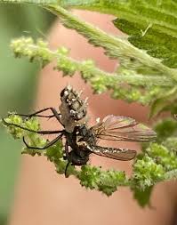 Attēlu rezultāti vaicājumam “Entomophthora”