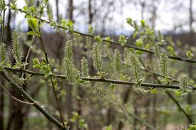 Attēlu rezultāti vaicājumam “Salix caprea”