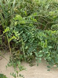 Attēlu rezultāti vaicājumam “Lathyrus japonicus subsp. maritimus flower”