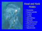 Cervical Lymph Nodes